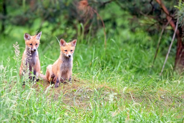 Foto zorros en la naturaleza