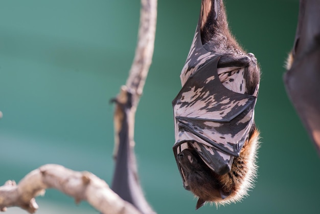 Foto los zorros voladores al aire libre