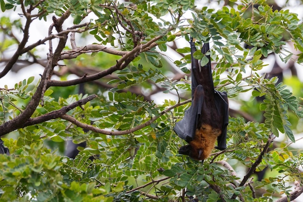 Zorros voladores indios o pteropus medius colgando de un árbol