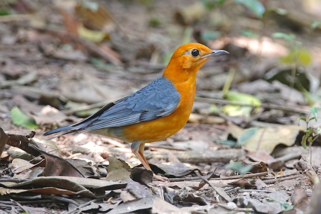 Zorzal de cabeza naranja Zoothera citrina Hermosas aves macho de Tailandia