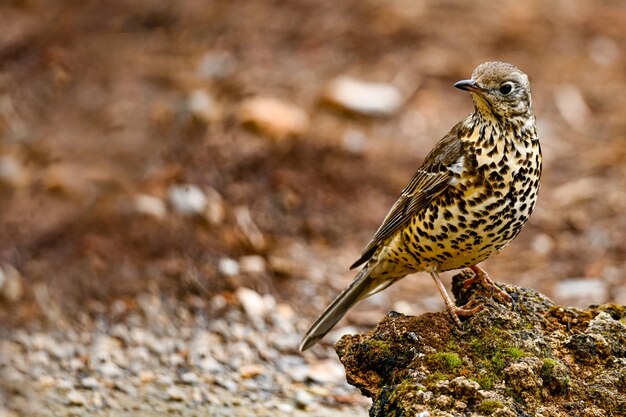 Zorzal común o turdus viscivorus posado sobre una roca