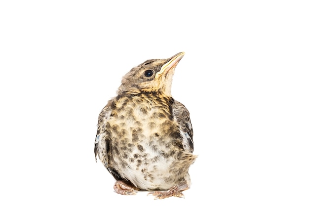 Zorzal común (Turdus philomelos) aislado sobre un fondo blanco.