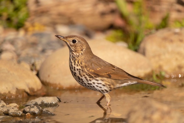 Zorzal común Turdus philomelos Málaga España