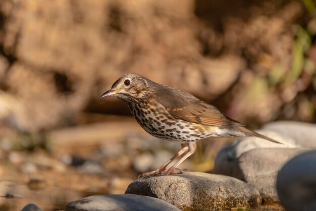 Zorzal común Turdus philomelos Málaga España