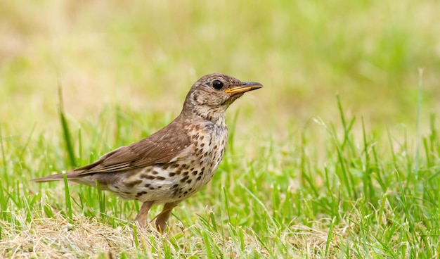 Zorzal común Turdus philomelos Un pájaro camina por la hierba en busca de comida