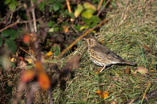 Zorzal común (Turdus philomelos) de pie sobre algunos cortes de césped