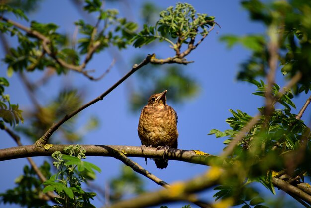 Zorzal joven sentado en la rama de un árbol en primavera