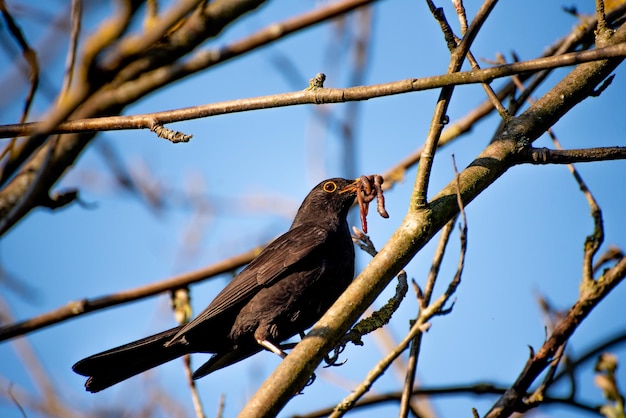 Zorzal negro en primavera un zorzal negro tiene una lombriz en la boca