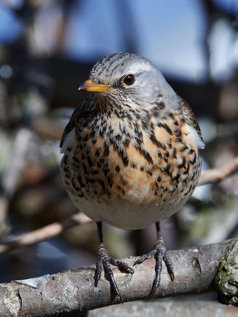 Zorzal real (Turdus pilaris)