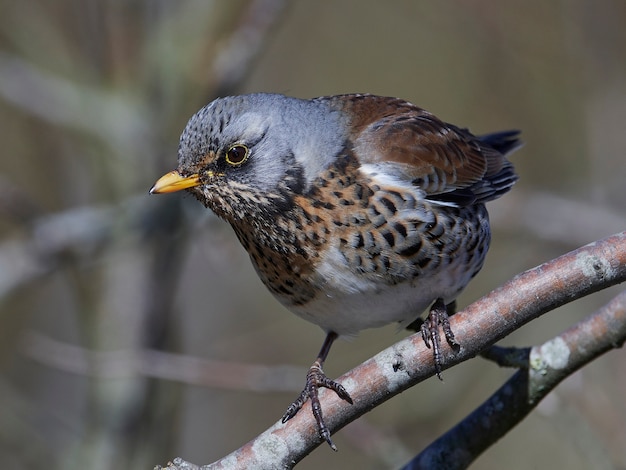 Zorzal real (Turdus pilaris)