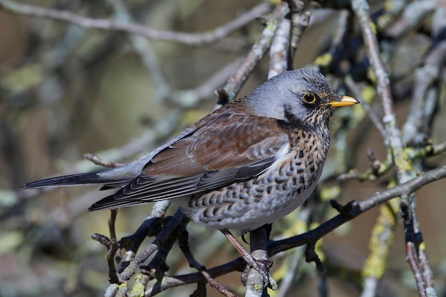 Zorzal real (Turdus pilaris)