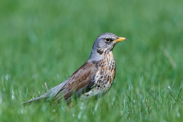 Zorzal real Turdus pilaris