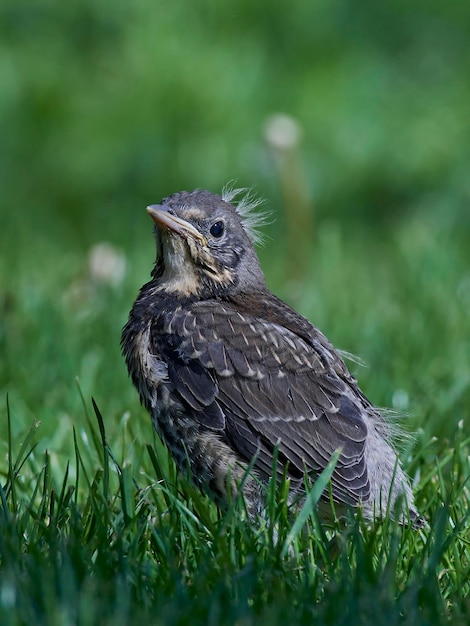 Zorzal real Turdus pilaris