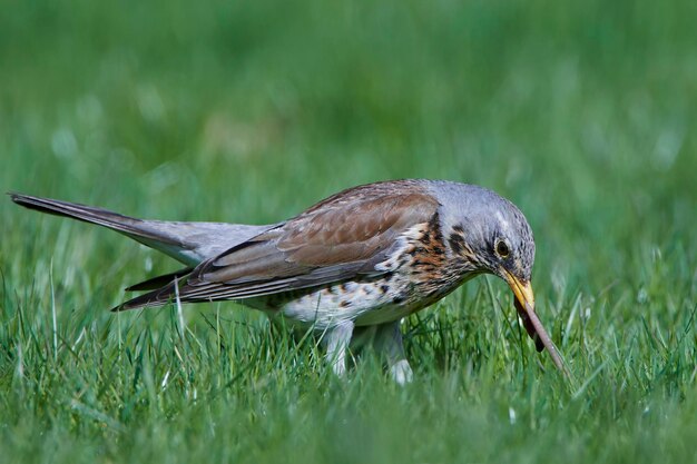 Zorzal real Turdus pilaris