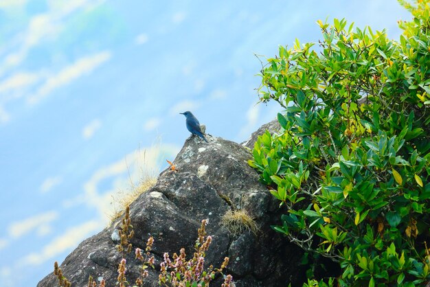 Zorzal de roca azul de pie sobre una roca