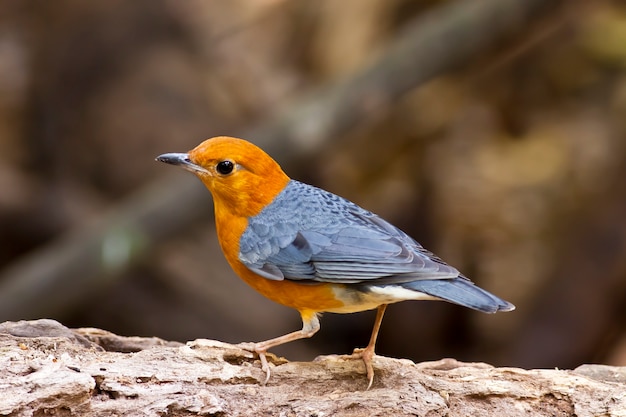 Foto zorzal (zoothera citrine), pájaro de tailandia