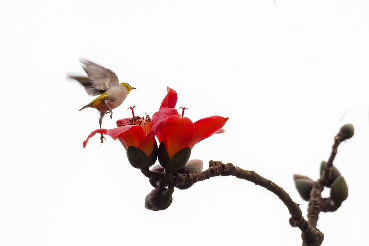 Foto zosteropidae