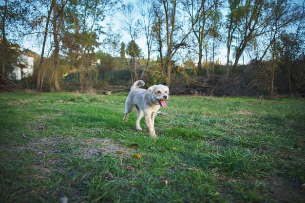 Foto zotteliger hund, der auf dem feld läuft