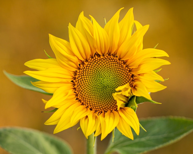 Ðžpen girasol flor.