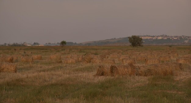 Zu Ballen gerollte Heuhaufen in den Kuban-Feldern Blick auf Temrjuk