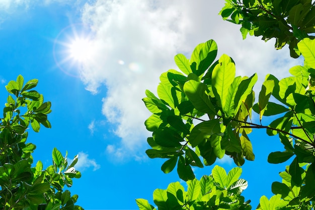 zu Blatt mit blauem Himmel und Sonne Strahl Licht nachschlagen