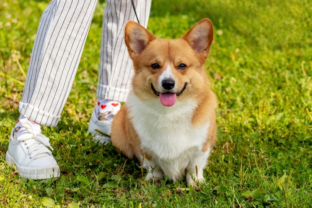 Zu den Füßen seiner Herrin sitzt ein kleiner Hund der Rasse Welsh Corgi. Frau beim Spaziergang mit Hund