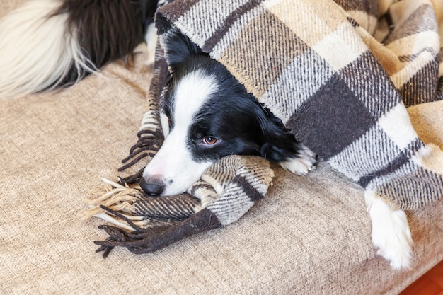 Zu Hause bleiben. Lustiges Porträt des Welpenhunde-Grenzcollies, der auf Couch unter Plaid drinnen liegt.