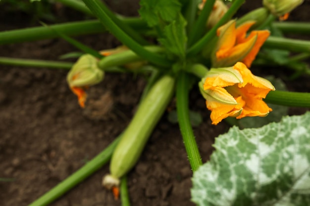 Zucchini-Blüten sind orange Gartenarbeit Gemüsegarten Landwirtschaft ländlich