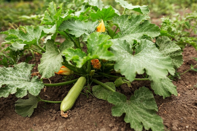 Zucchini-Blüten sind orange Gartenarbeit Gemüsegarten Landwirtschaft ländlich