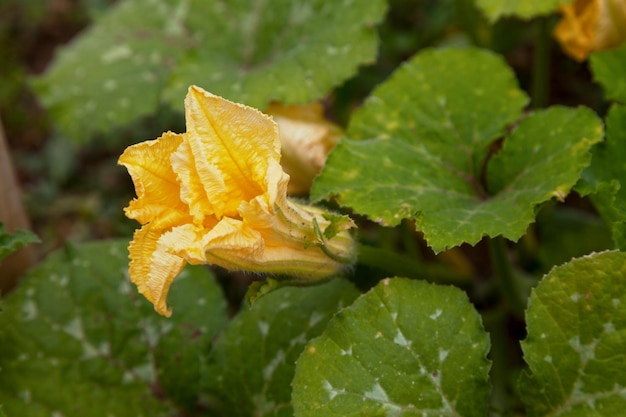 Zucchini-Blumen in einem Gemüsegarten