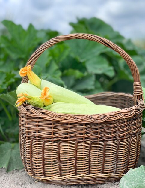 Foto zucchini-ernte frische zucchini in einem korb