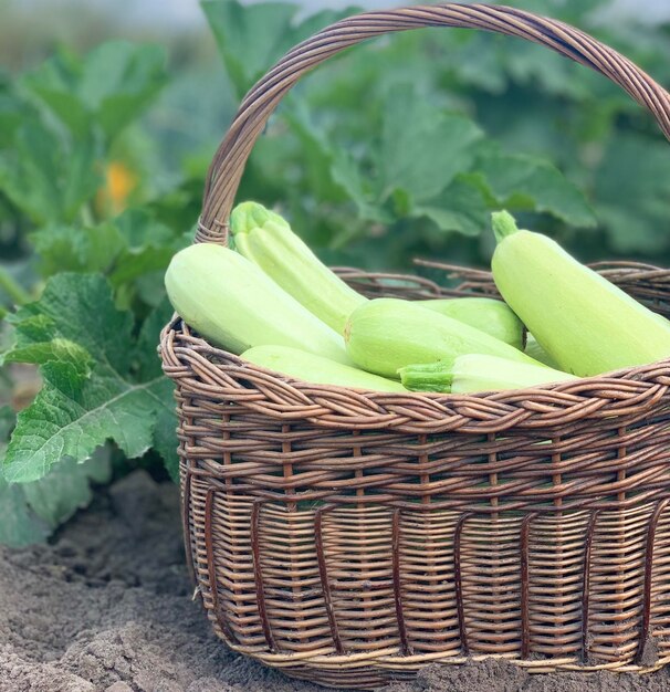 Foto zucchini-ernte frische zucchini in einem korb