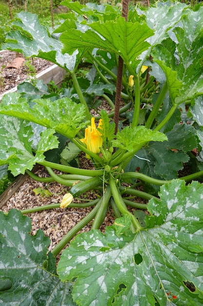 Zucchini im Garten im Hinterhof pflanzen Zucchini Blume und Zucchini Frucht pflanzen