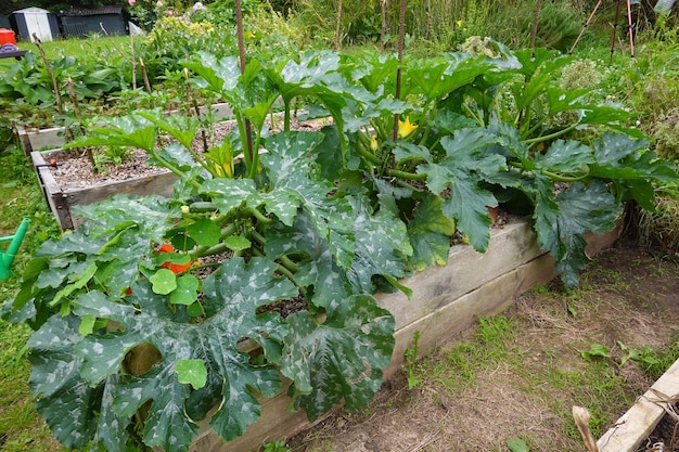 Zucchini im Garten im Hinterhof pflanzen Zucchini Blume und Zucchini Frucht pflanzen