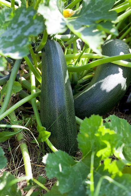 Zucchini im Gemüsegarten