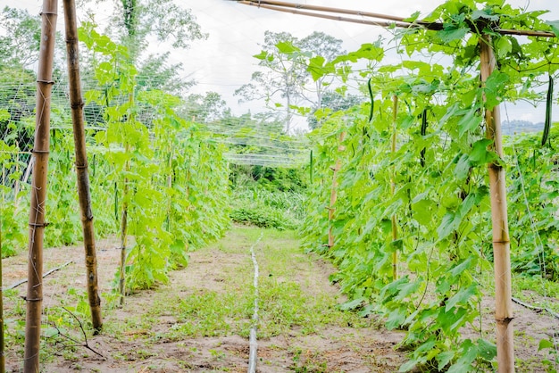 Zucchini in seiner Anlage auf einem Bio-Bauernhof in Thailand