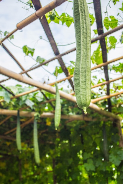 El zucchini largo