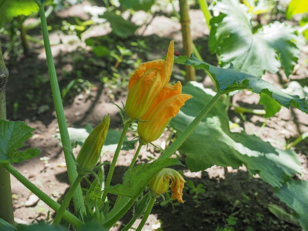 Zucchini también conocido como planta de calabacines con flor amarilla