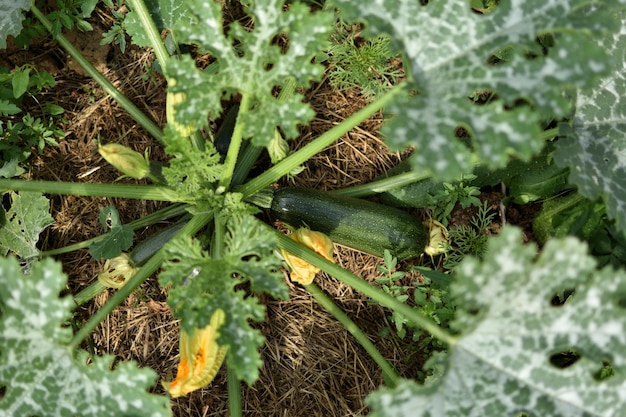 Zucchini und ihre Blüte im Frühsommer in einem ökologischen Garten cucurbita pepo