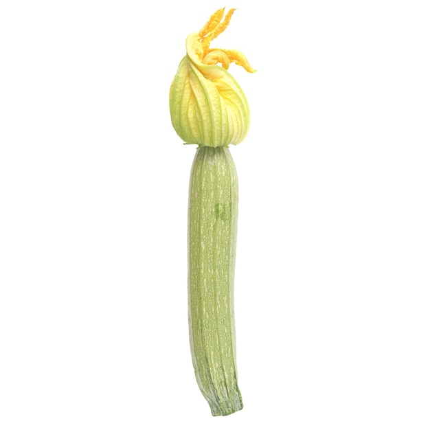 Zucchini Zucchini isoliert