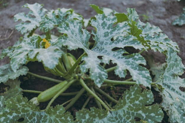 Zucchini Zucchini wächst auf dem Boden