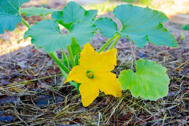 Zucchinipflanze, die mit gelber Blume blüht