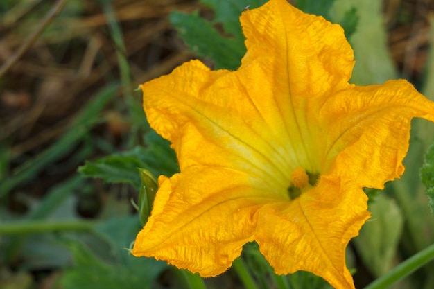 Zucchinipflanze und -blume Junges Gemüsemark, das auf Busch wächst