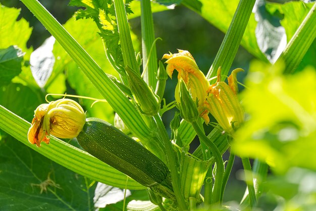 Zucchinipflanze. Zucchiniblüte. Grünes Pflanzenmark, das auf Busch wächst.