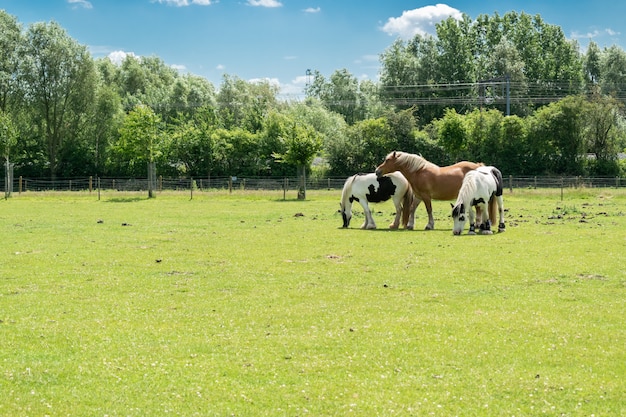 Zucht- und Tierkonzept: Ansicht von drei Pferden auf einer Bauernhofweide.