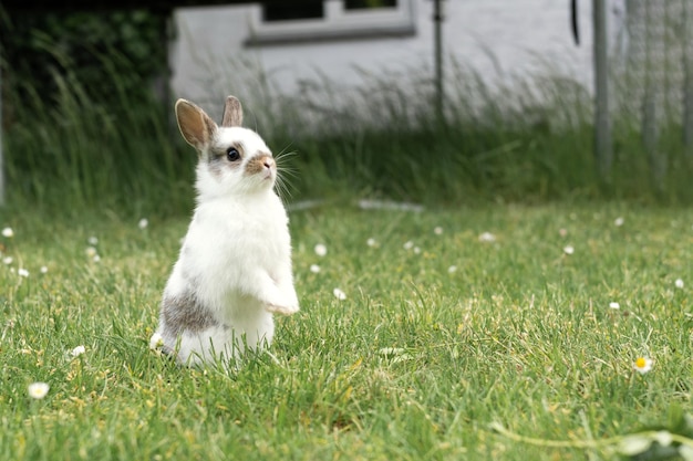 Zucht von Haustieren Osterkonzept Kleines weißes Kaninchen im Garten