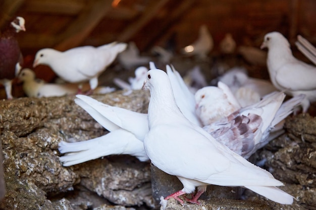 Zucht von reinrassigen Tauben Warmes Haus für Vögel Naturecore ländliches pastorales Lebenskonzept Nahaufnahme