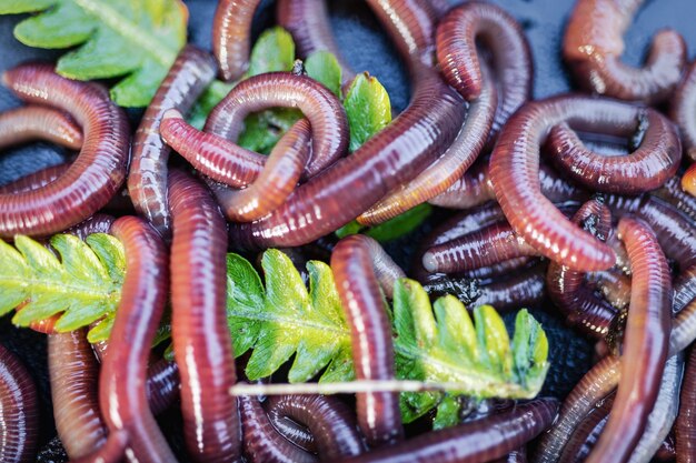 Foto zucht von roten würmern dendrobena. fruchtbarer boden. natürliche bodenverbesserung. angeln würmer.