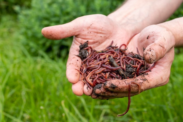 Zucht von roten Würmern Dendrobena fruchtbarer Boden natürliche Bodenverbesserung Angelwürmer Würmer in den Händen eines Mannes