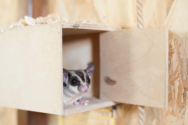 Foto zucker fliegendes opossum in kontakt zoo. australisches fliegendes eichhörnchen